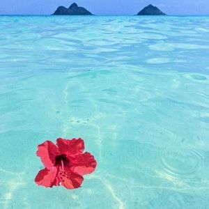 Meet your Posher, Reagan